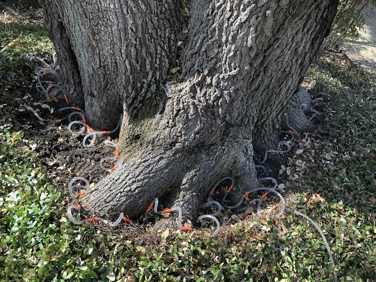 Detailed Tree Cabling and Bracing job site in Elfin Cove