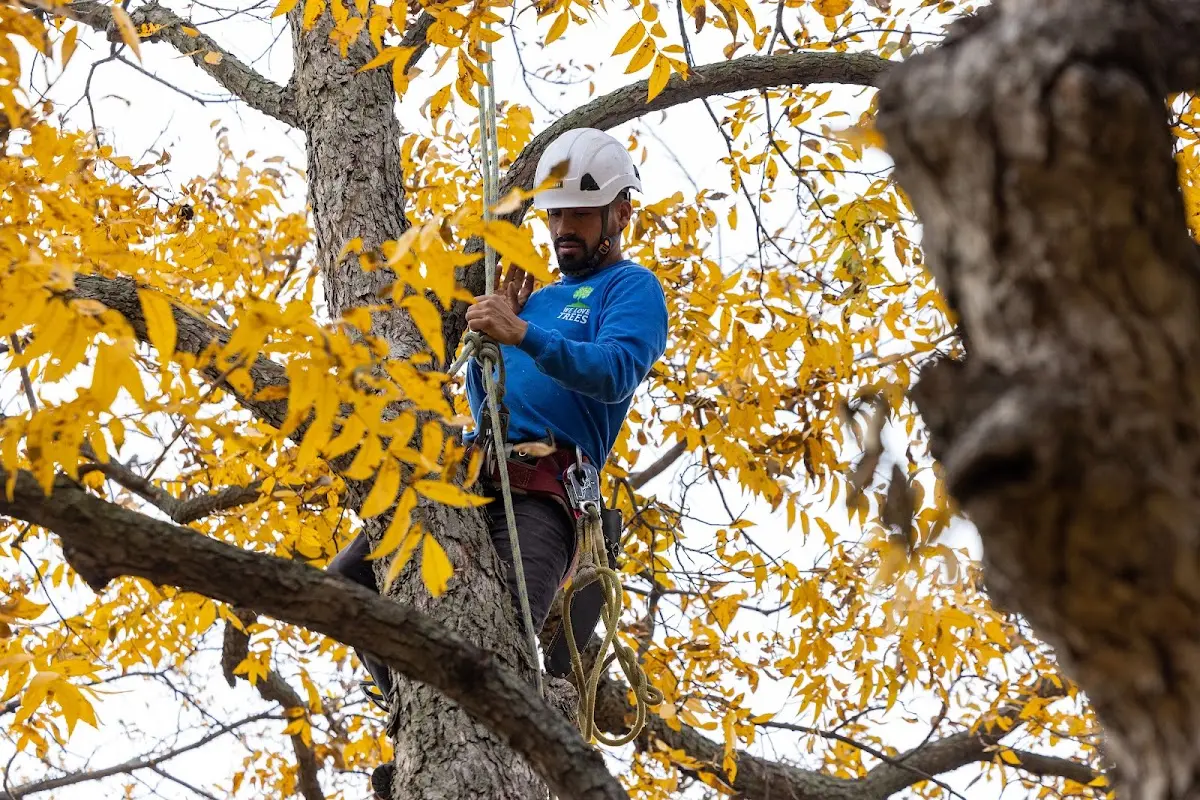 Skilled Tree Pruning crew working in Elfin Cove