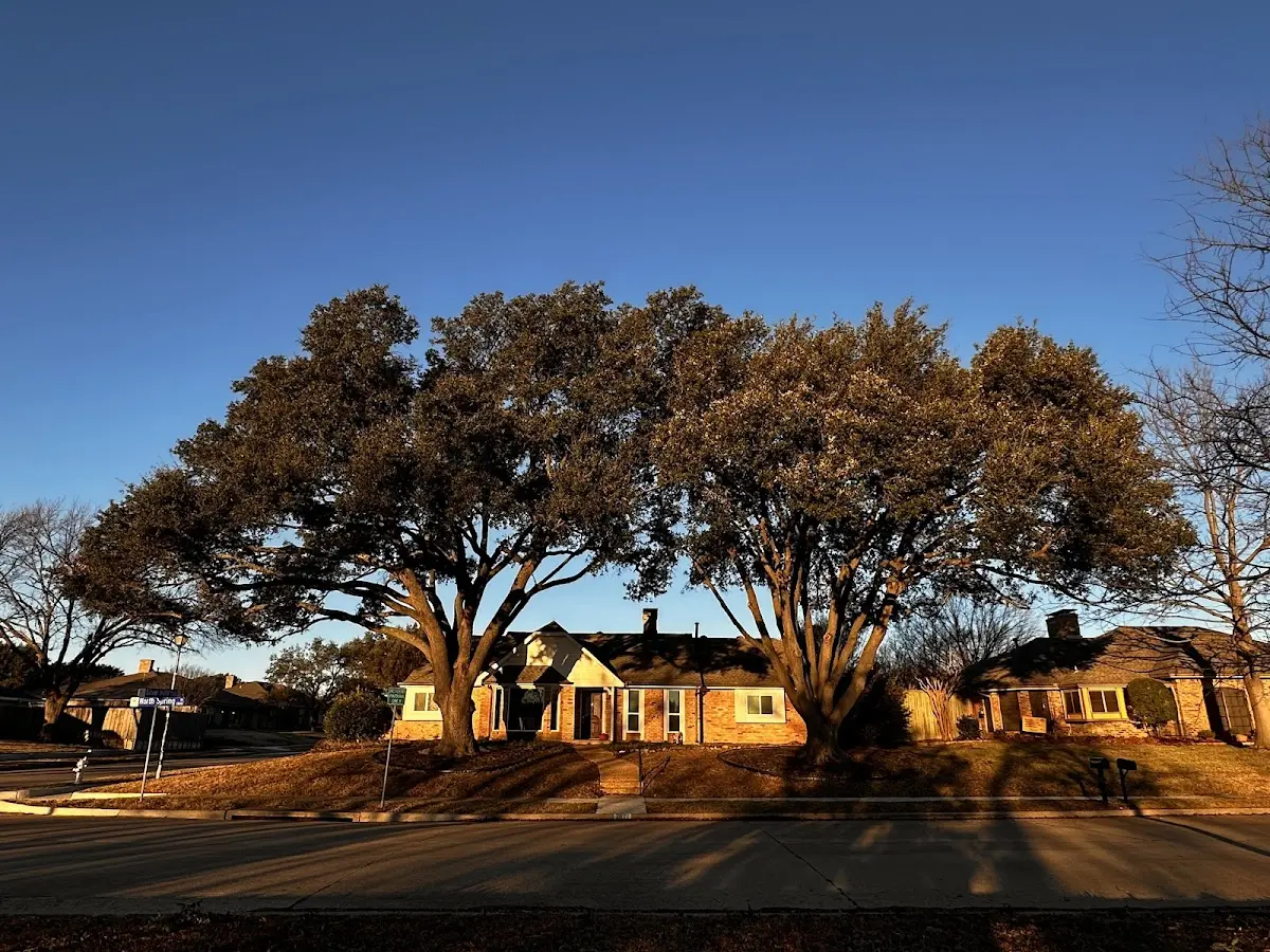 Established residential canopy tree shading a home in Elfin Cove